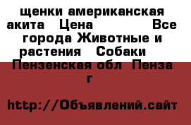 щенки американская акита › Цена ­ 30 000 - Все города Животные и растения » Собаки   . Пензенская обл.,Пенза г.